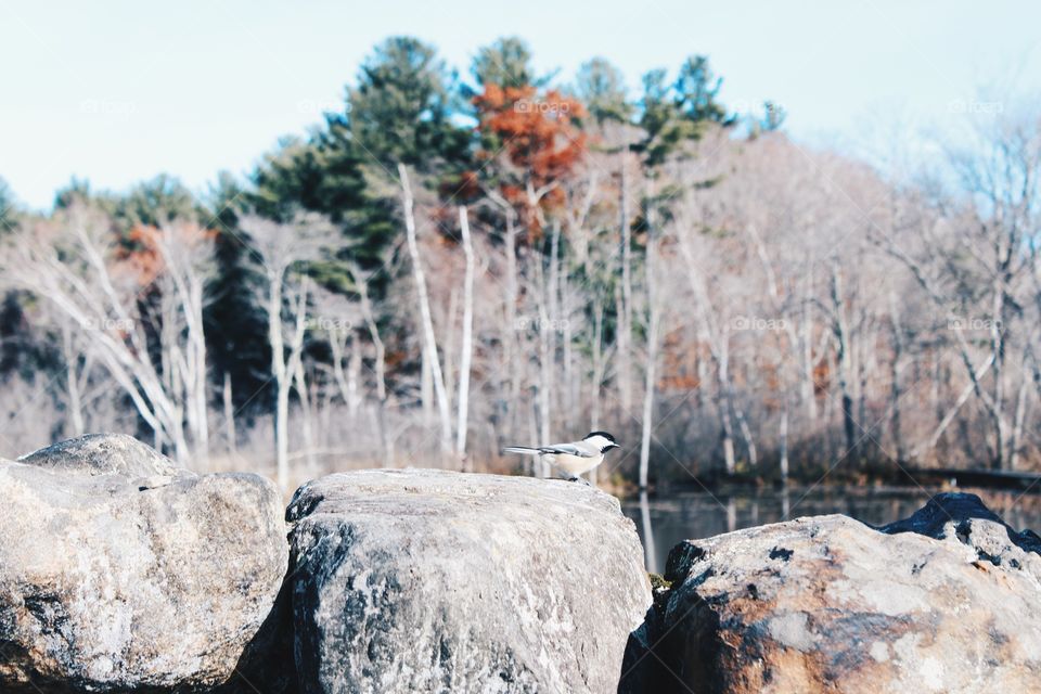 In Ipswich chickadees are in abundance during the colder seasons 
