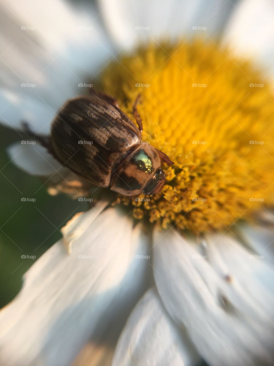 Beatle on Daisy