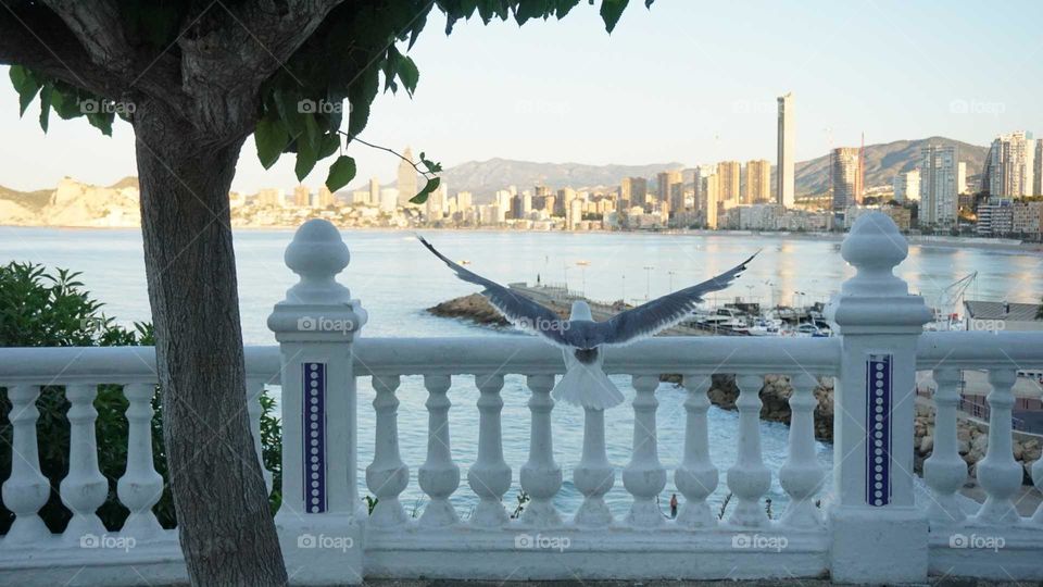 Bird#wings#railing#view