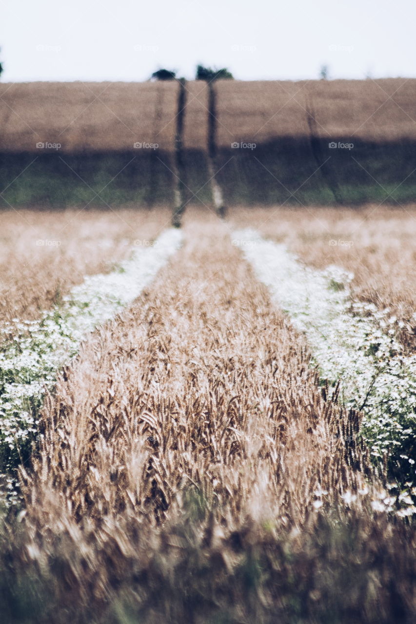 white field