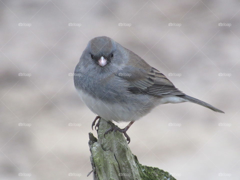 Dark eyed Junco on a Cyprus tree branch looking right at me