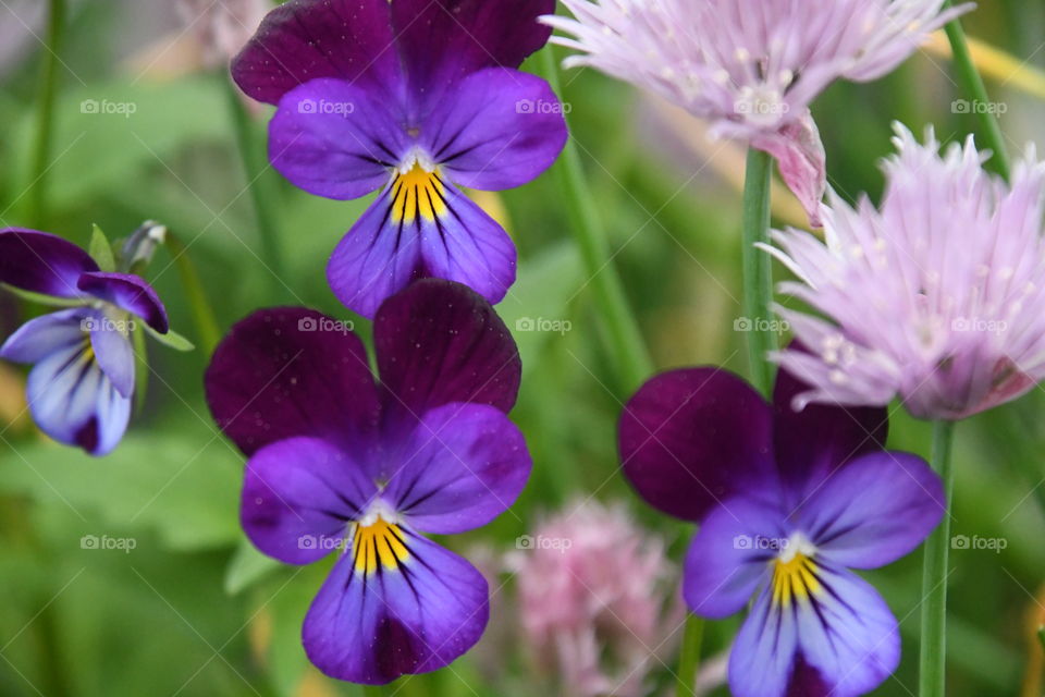 miniature purple pansies with onion blossoms