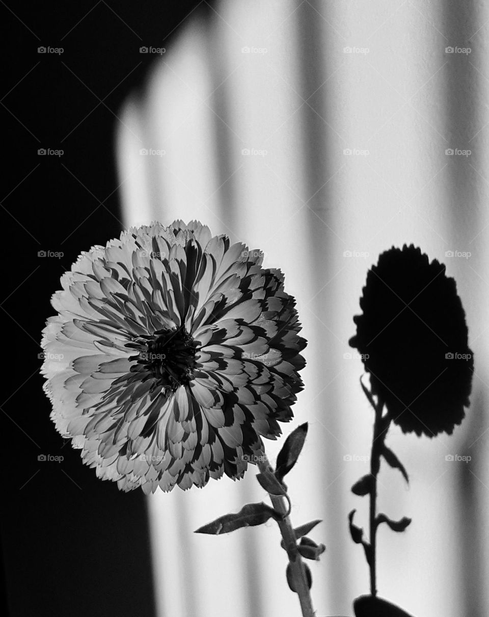 flor y sombras