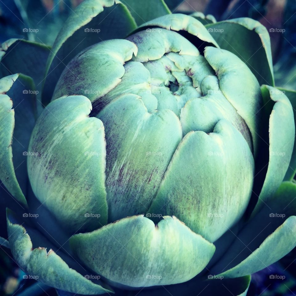 Artichoke