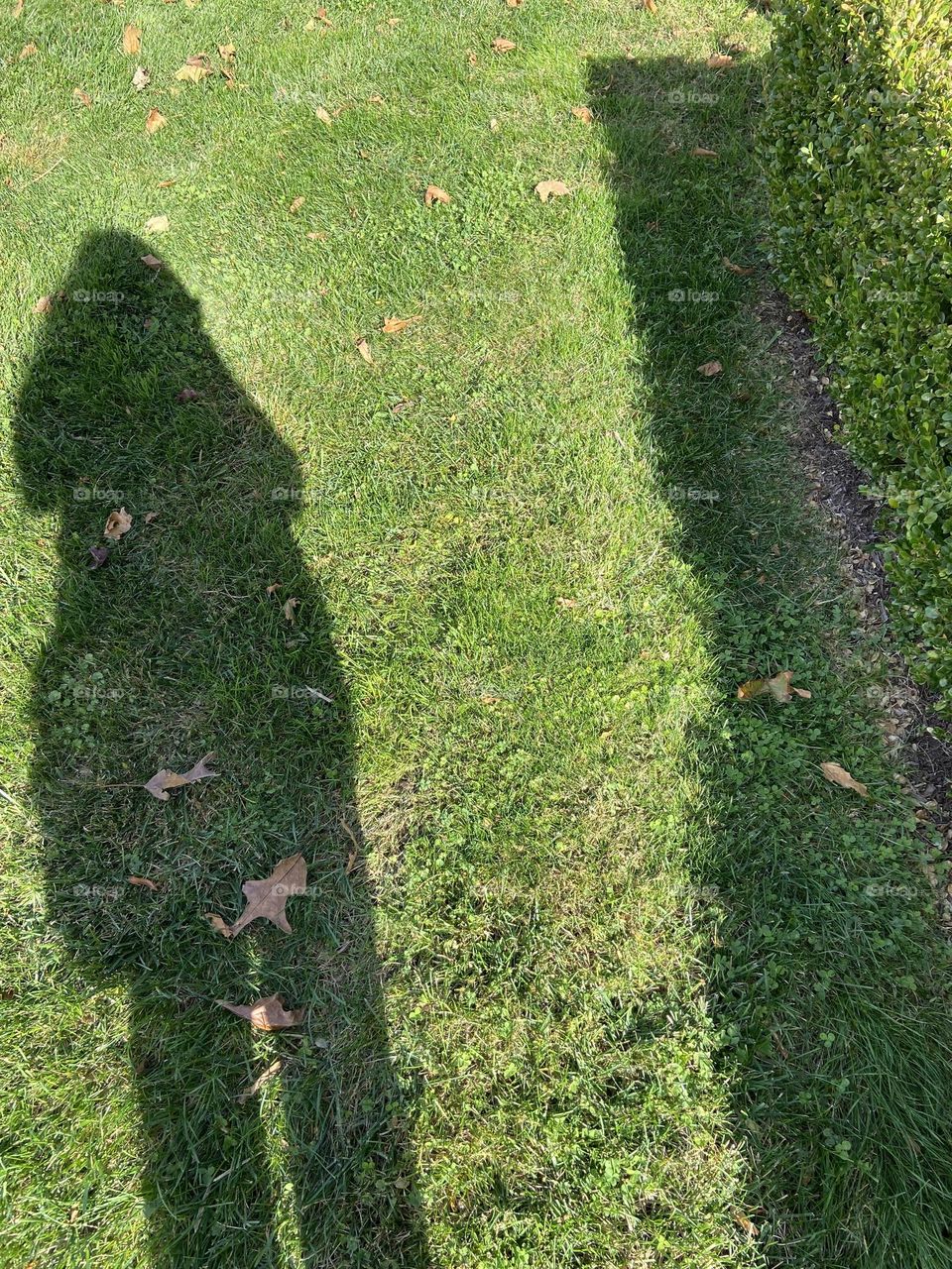 A shadow of a person (Me) on the grass next to the shadow of a hedge. 