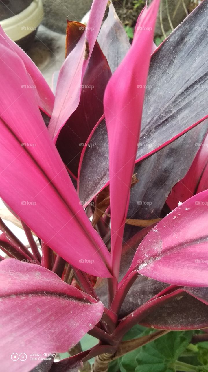 planta de color fiusha