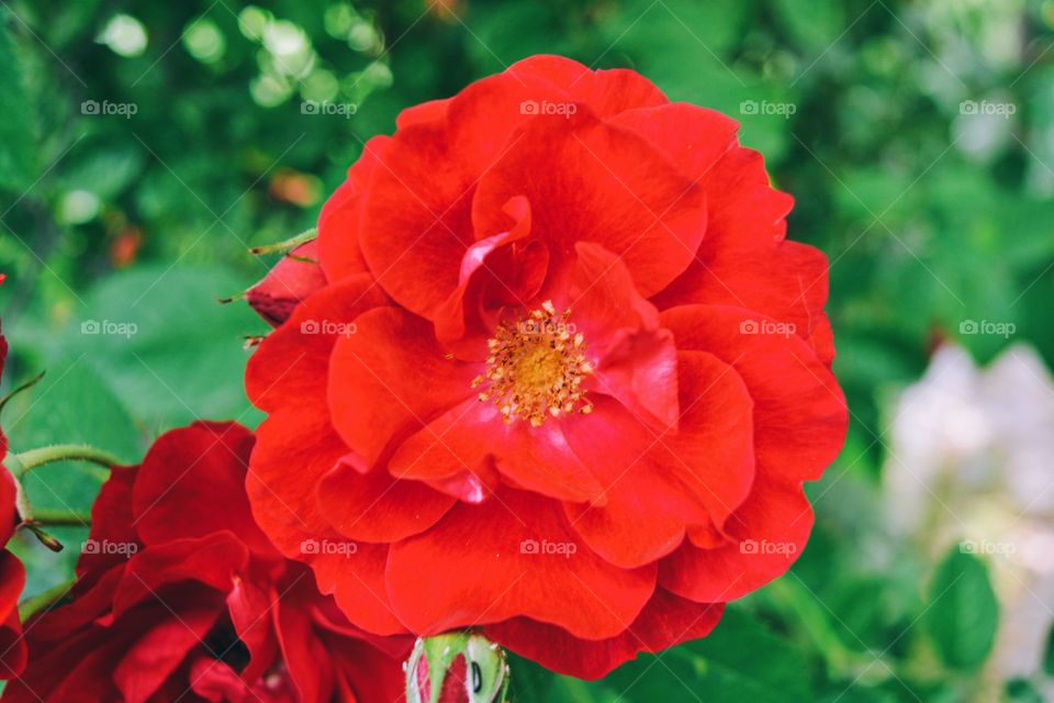 Garden rose 