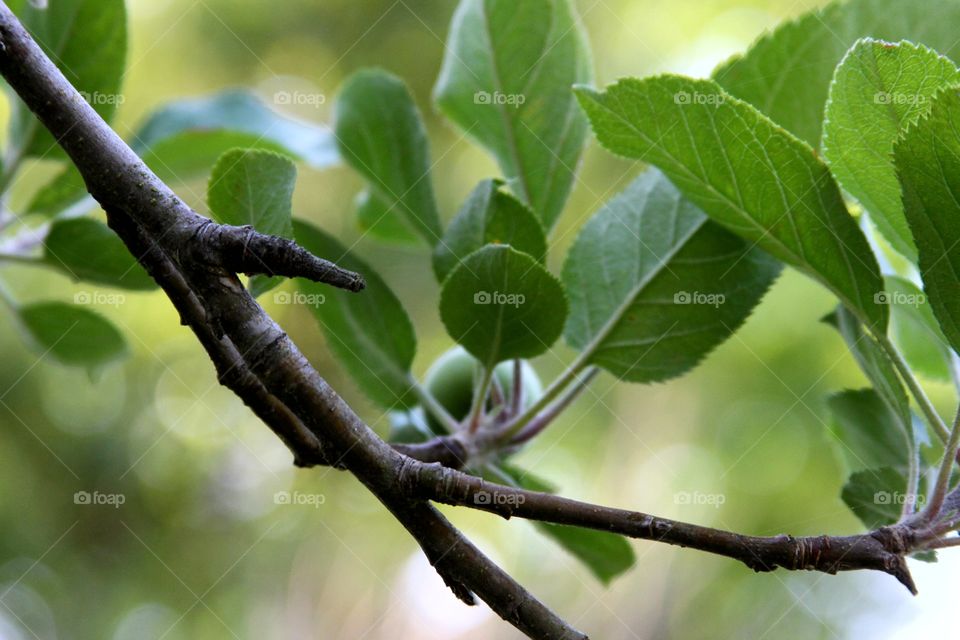 apple tree.