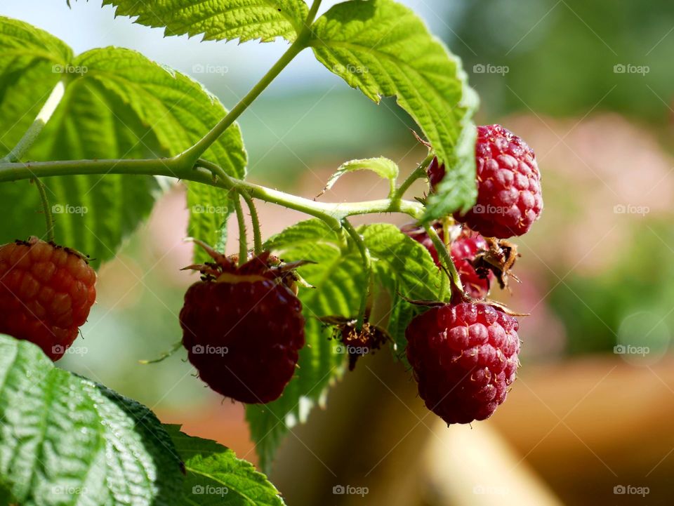 Himbeeren