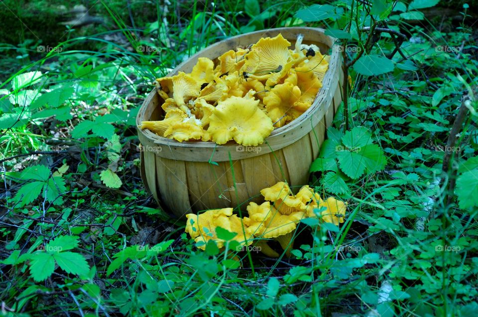 Chanterelles