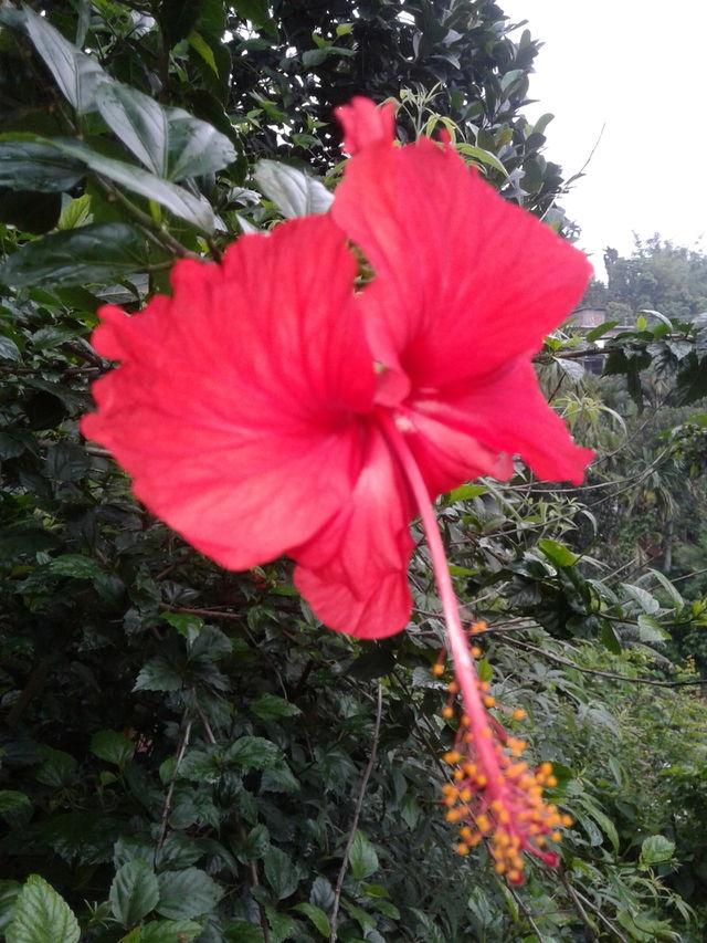 Hibiscus