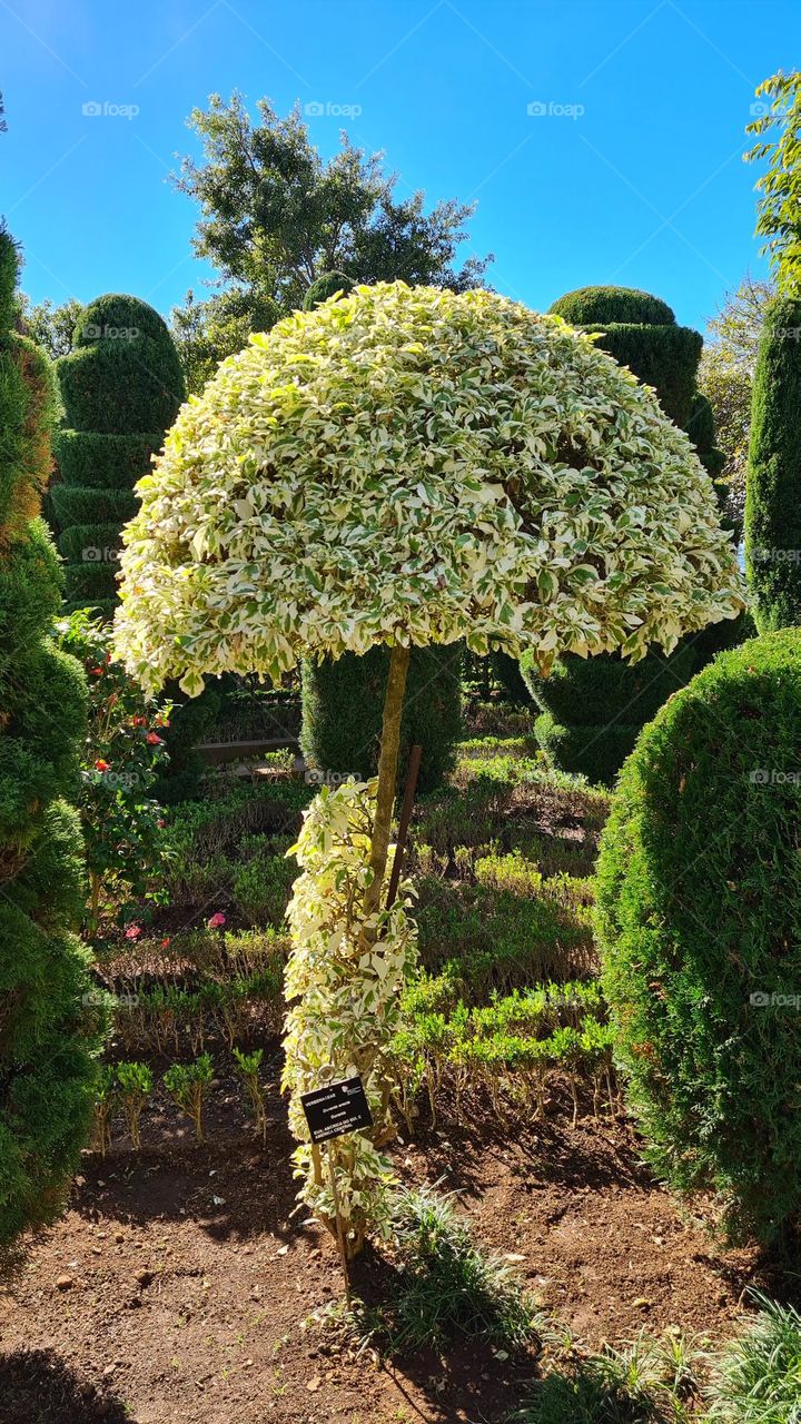 albero fungo madeira