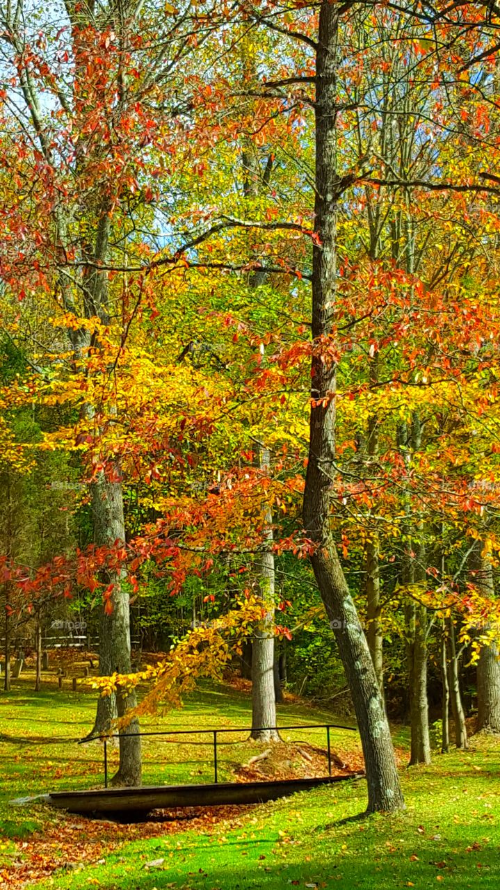 View of autumn trees