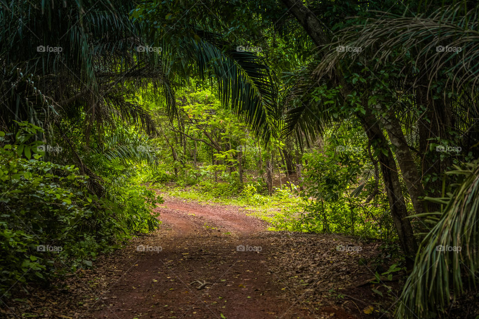 View of dirt road in green forest