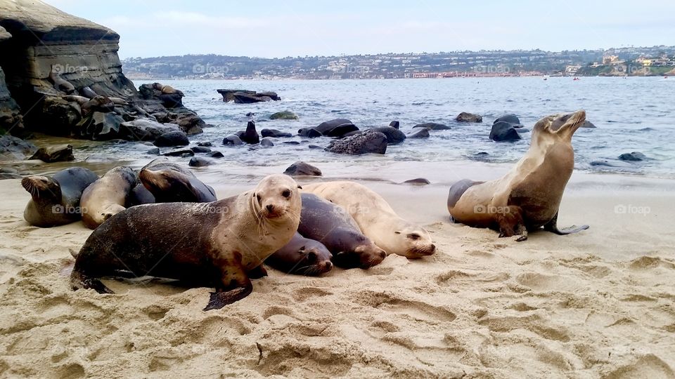 More wild sea lions posing in California 