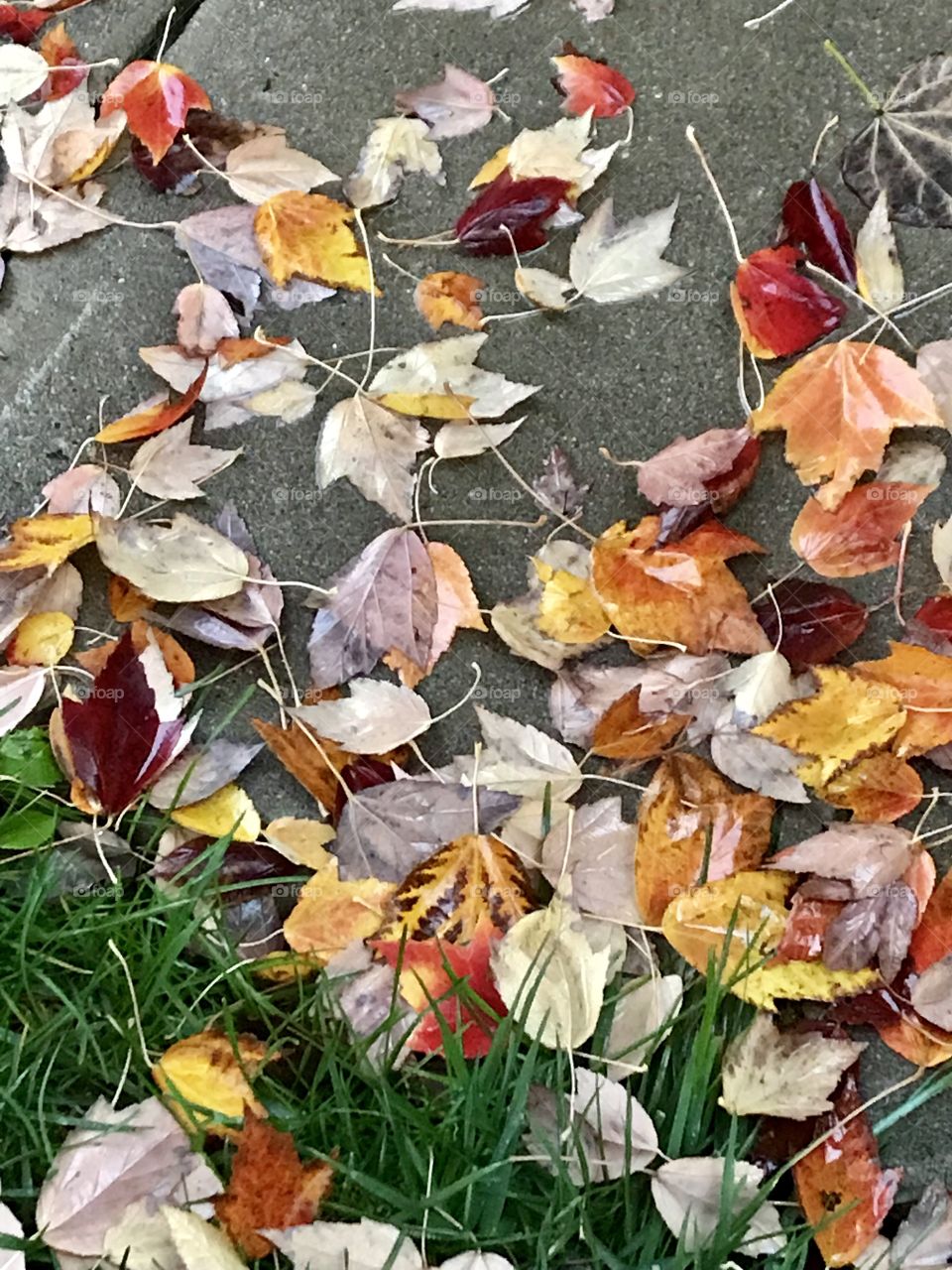 Fallen leaves on a rainy fall morning 