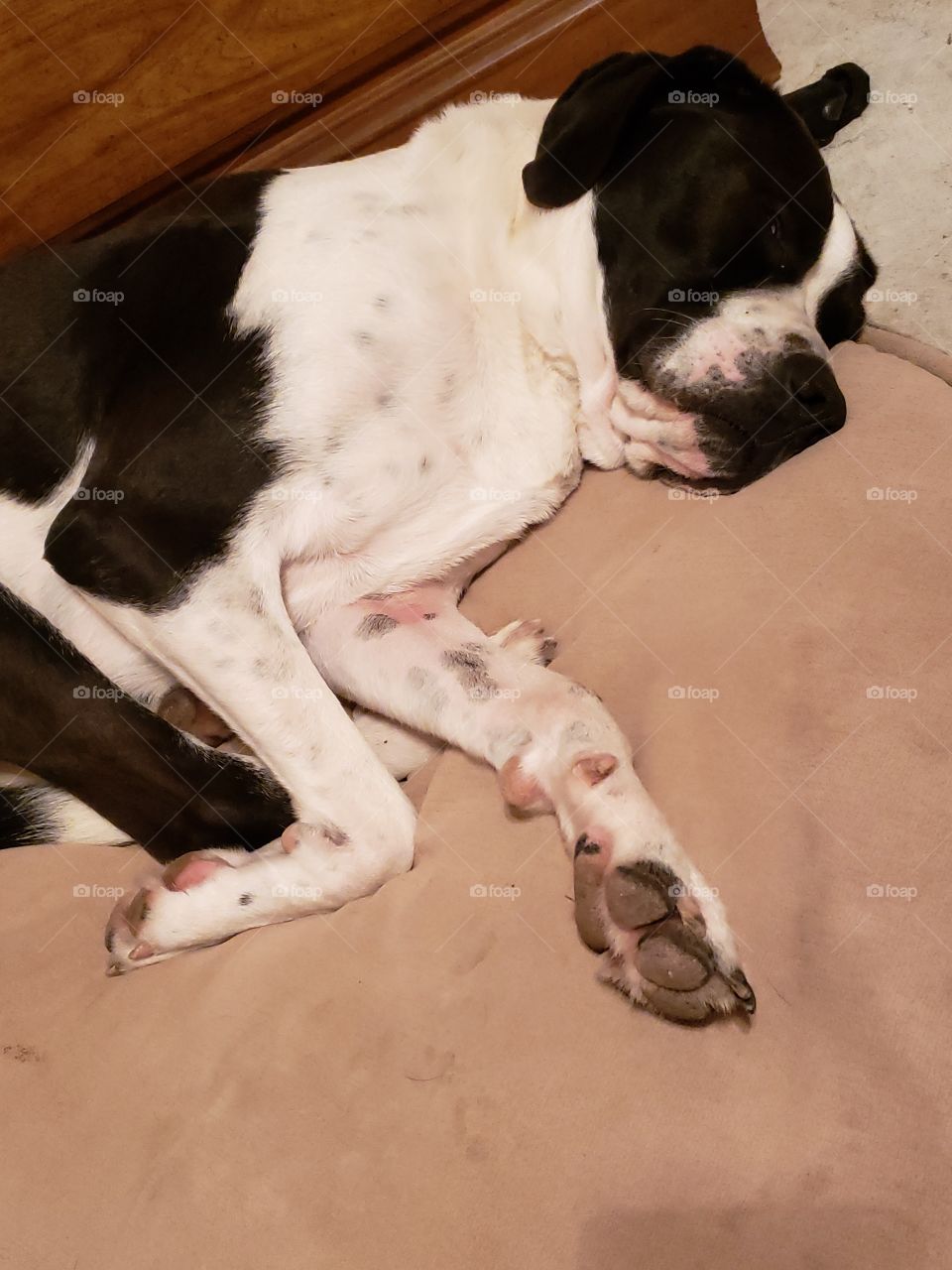 oh, my dog sleeping so peaceful on his new doggie bed. how comfortable and cozy. good night best friend
