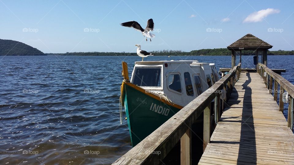 Seagulls on the boat