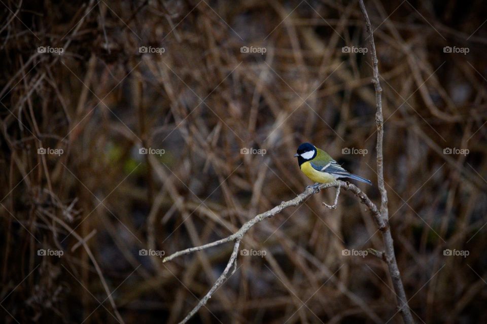 Colors in the woods