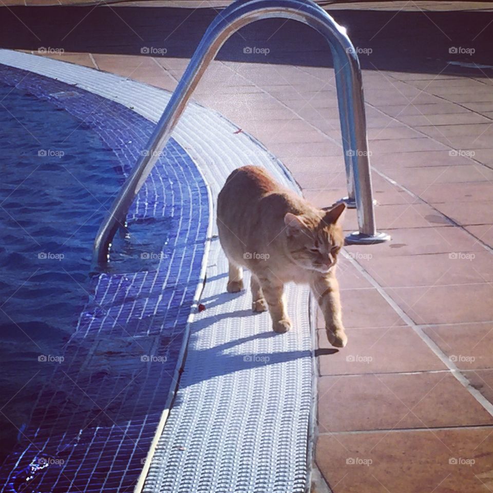 Ginger tom cat by a swimming pool