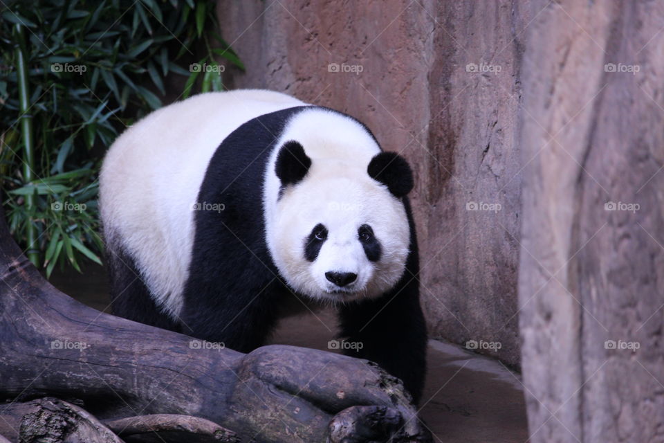 Portrait of cute panda