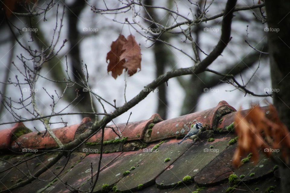 A small tit sits on a red roof between bare branches and eats green moss in winter 
