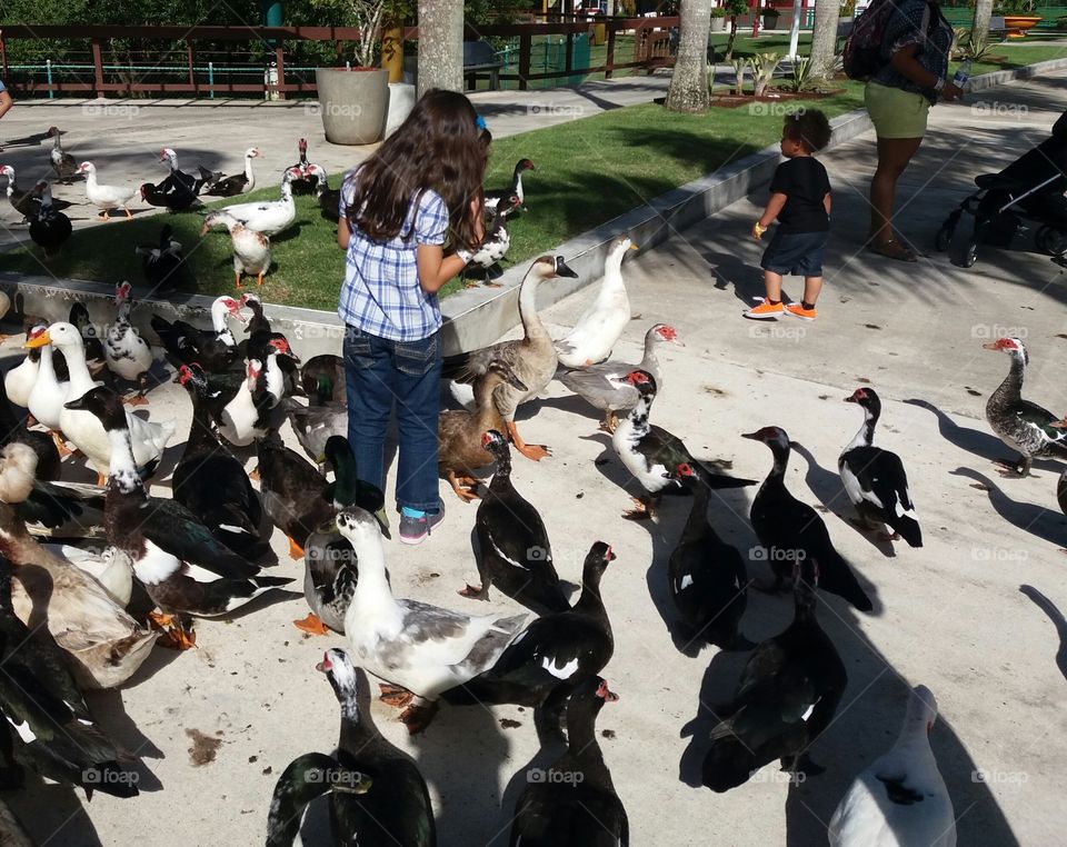 Girl feeding the ducks