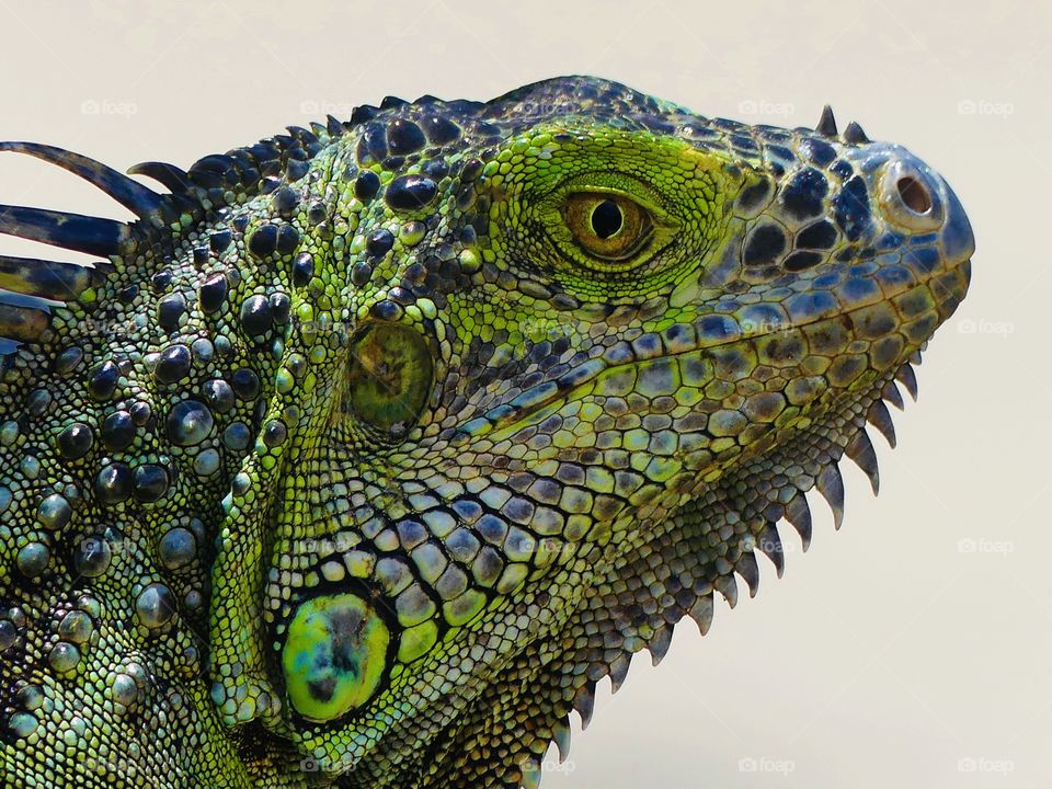 Flora and Fauna 2019 - Foap Missions - Colorful Iguana cautiously watching as he basks in the sun