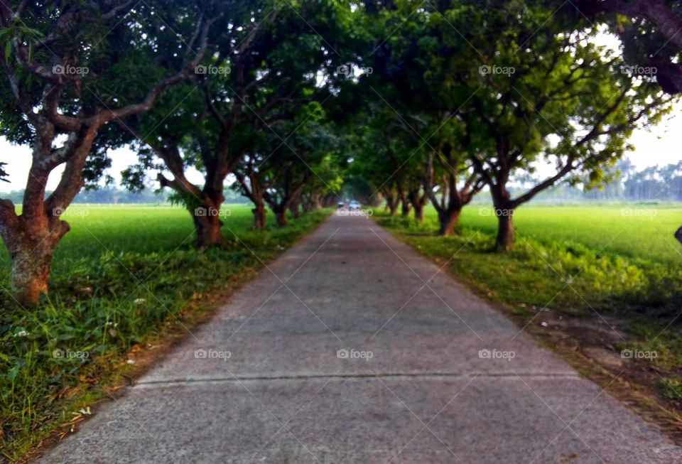 Tree and Road