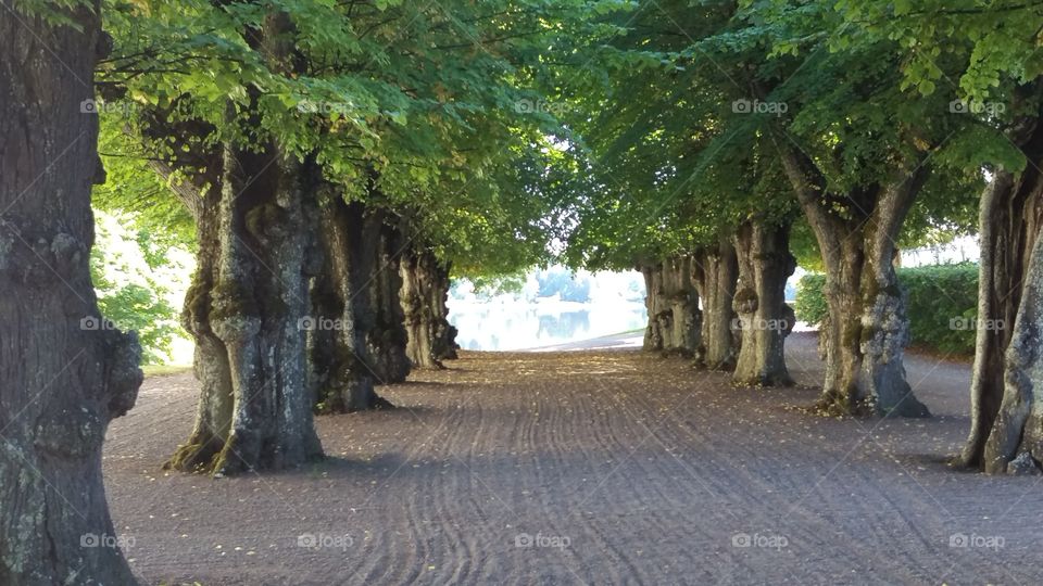 Garden trees, Skokloster, Uppland, Sweden