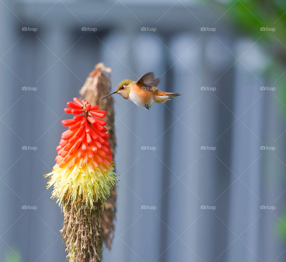 Hummingbird hovering