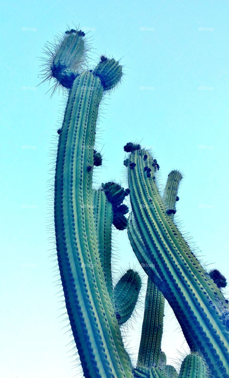 Tall prickles in Barcelona capturing my attention