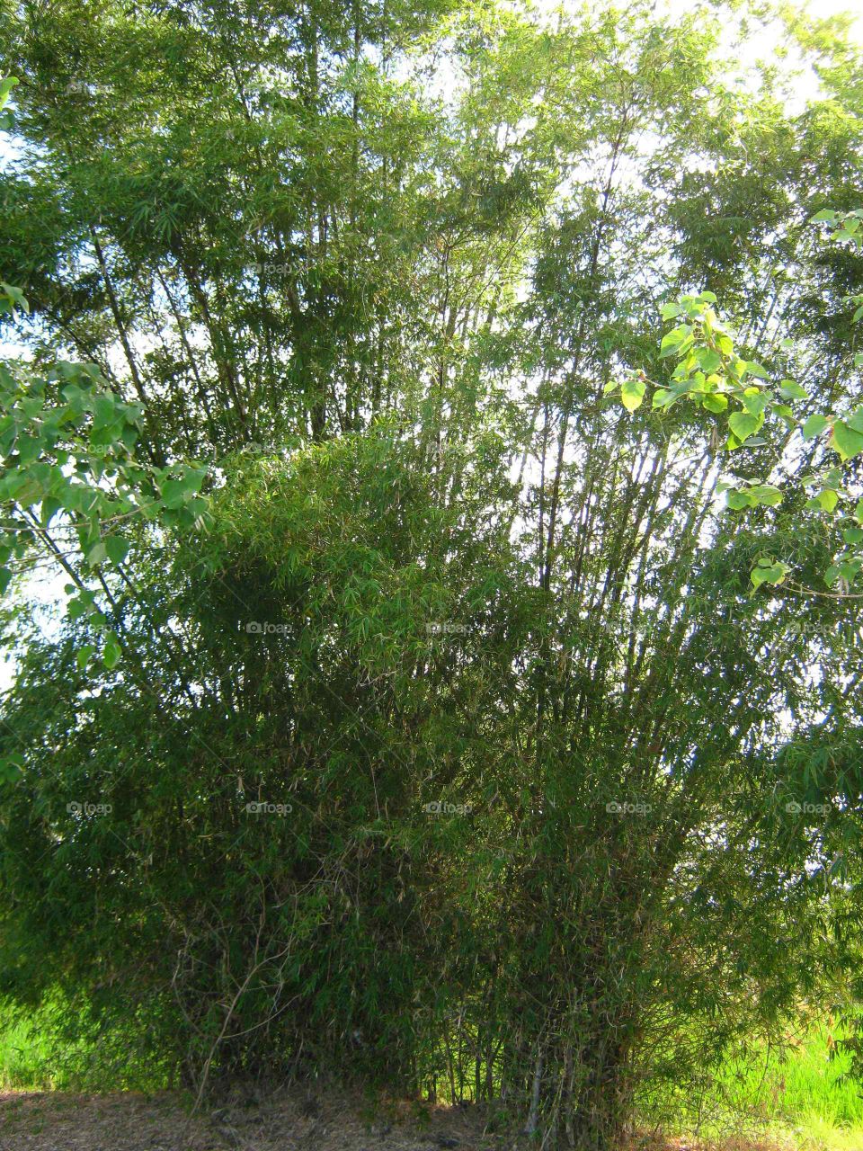 bamboo tree on farmland at Science City of Muñoz, Nueva Ecija Philippines