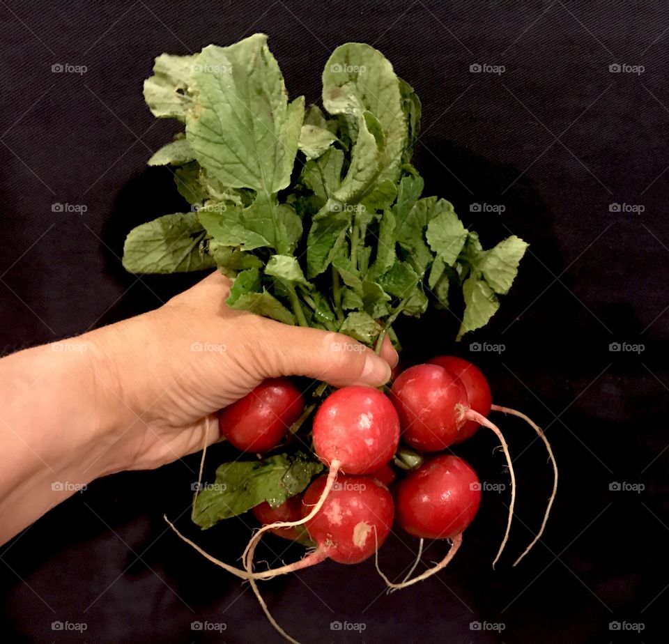 Hand with bunch of radishes