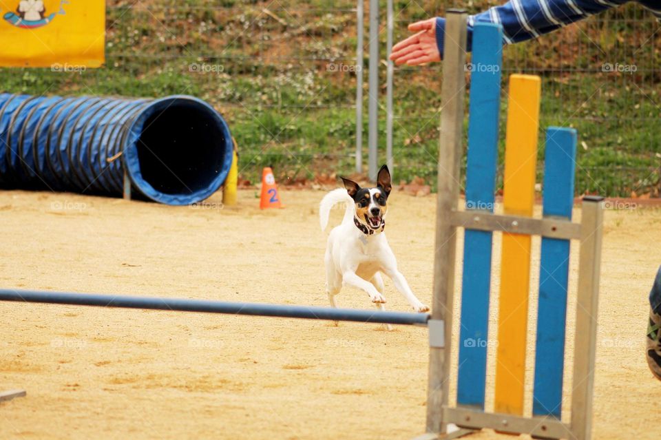 Concurso de agility