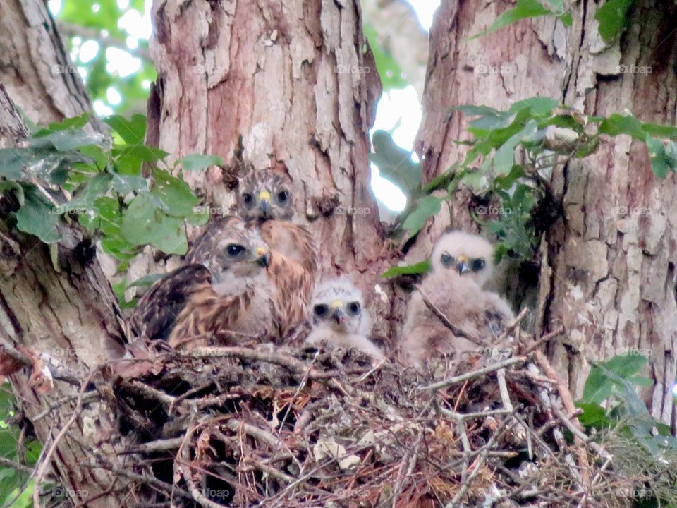 Red shoulder hawk nest, babies