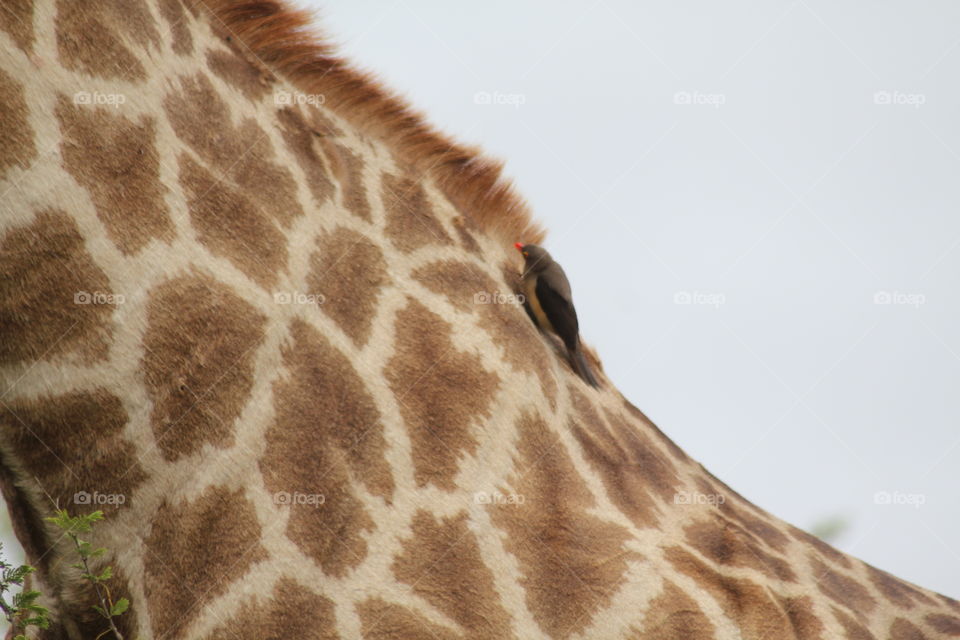 Giraffe at Kruger park with bird 