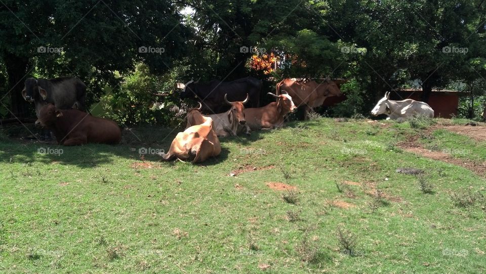 Toros y vacas