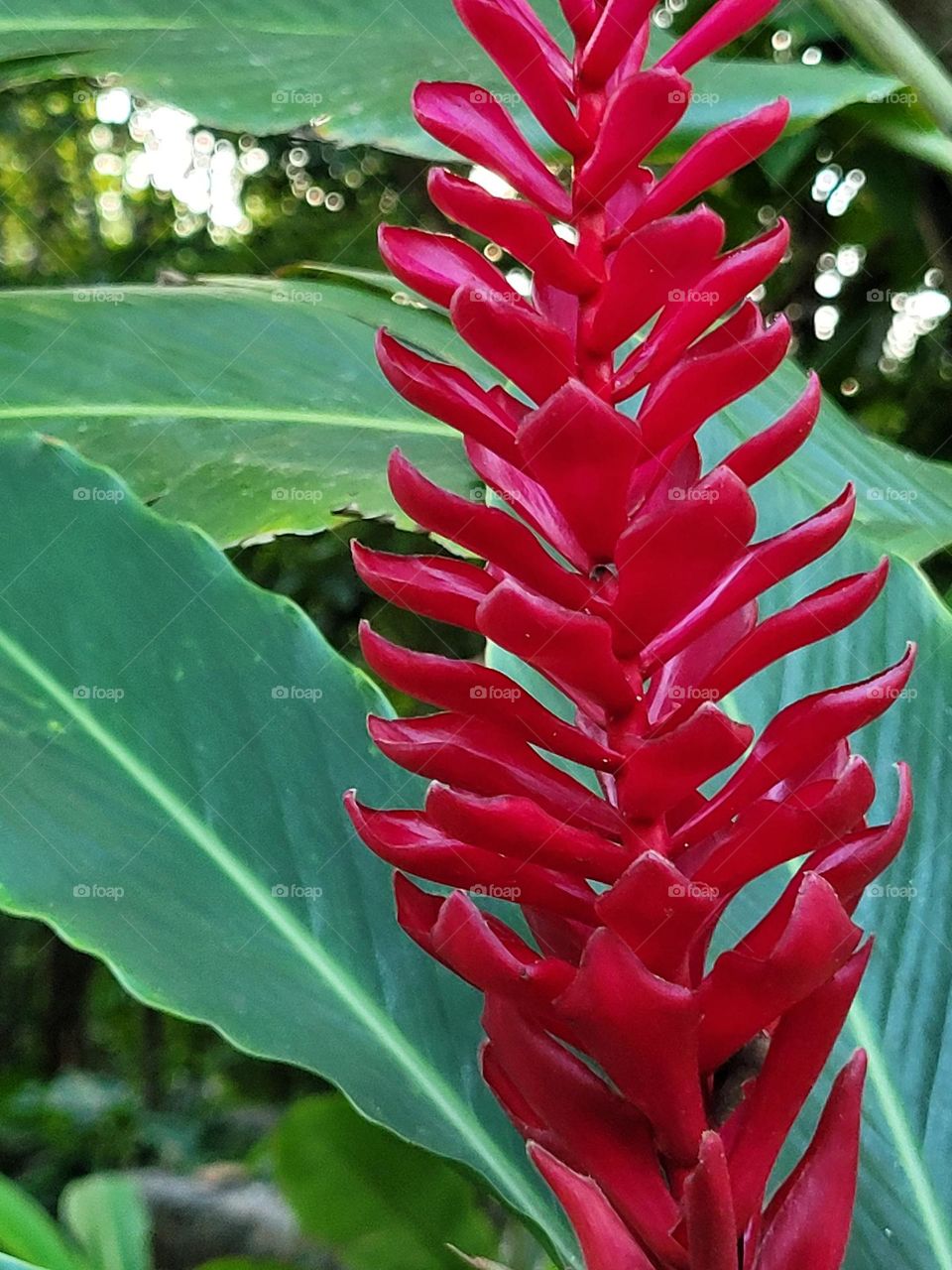 flor de color intenso