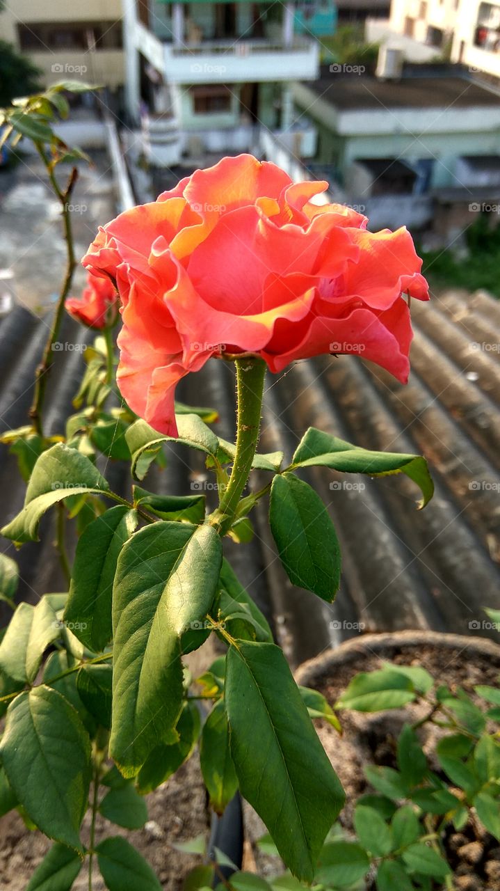 red rose with sunrises