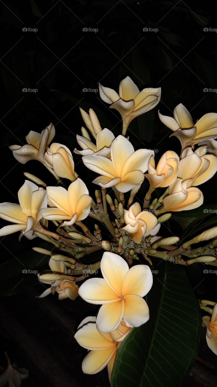 yellow flower and black bacground