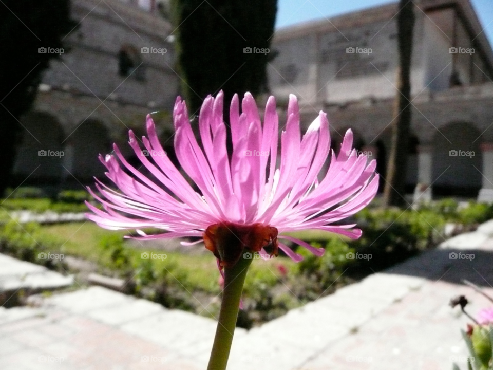 pink flower perú arequipa by mskldan