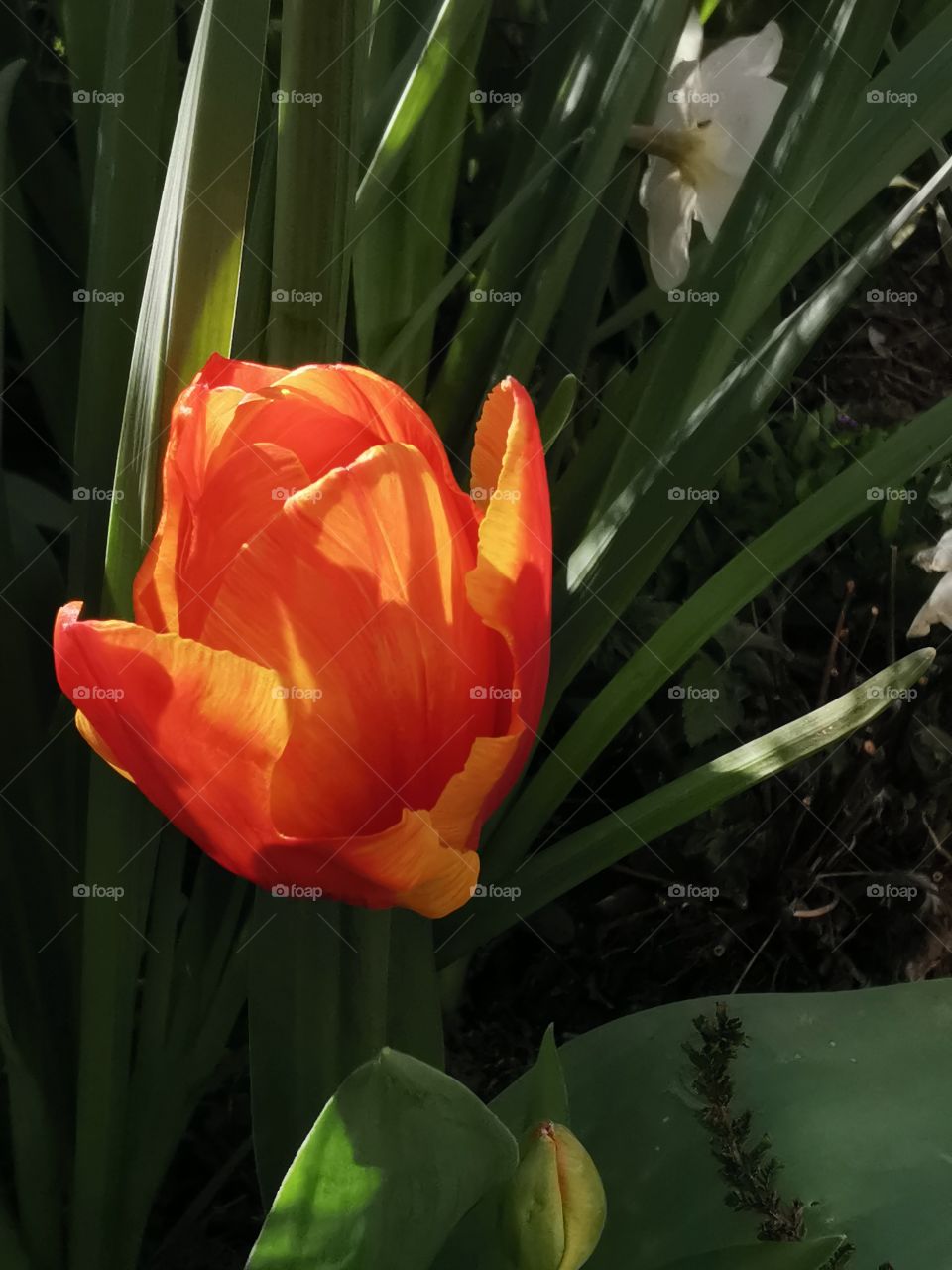 A Red tulip in the evening sun