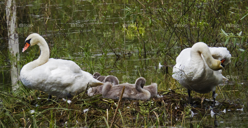 Mute swan family