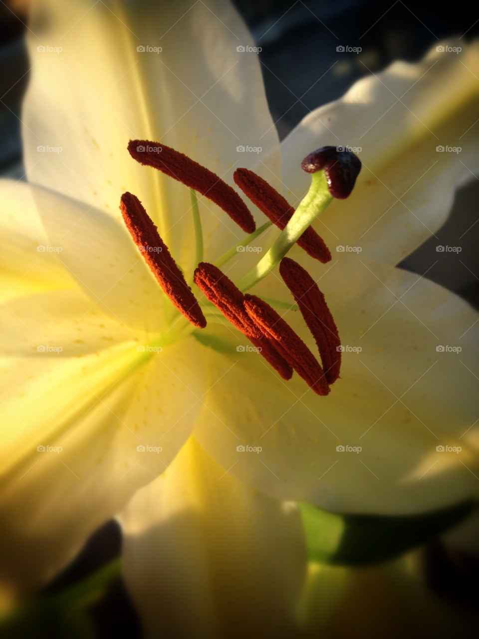 yellow flower macro white by downtownftl