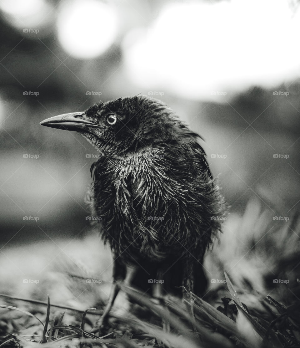 Black crow bird, portrait of little black bird in the lawn