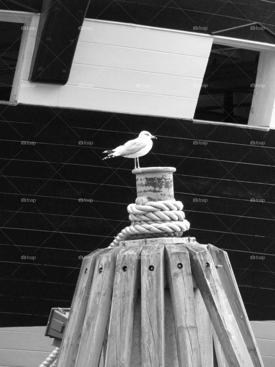 Seagull perched on dock