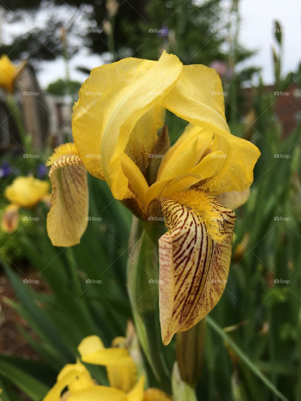 Yellow iris