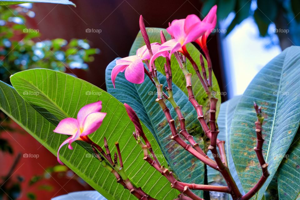 portrait of flowers