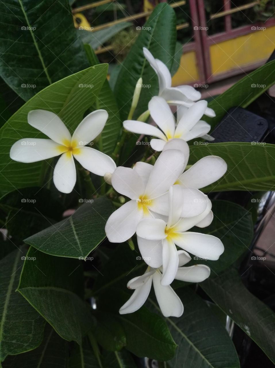 white flower seasonal fresh shurb small size looks very beautiful generally found everywhere seasonal